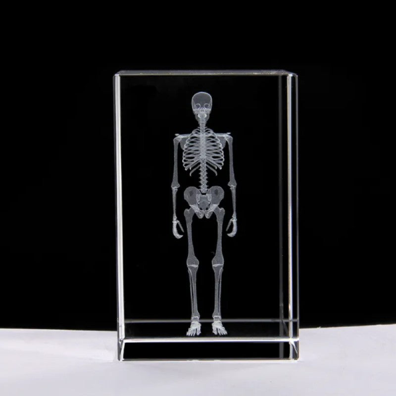 3D Kristal İnsan İskeleti